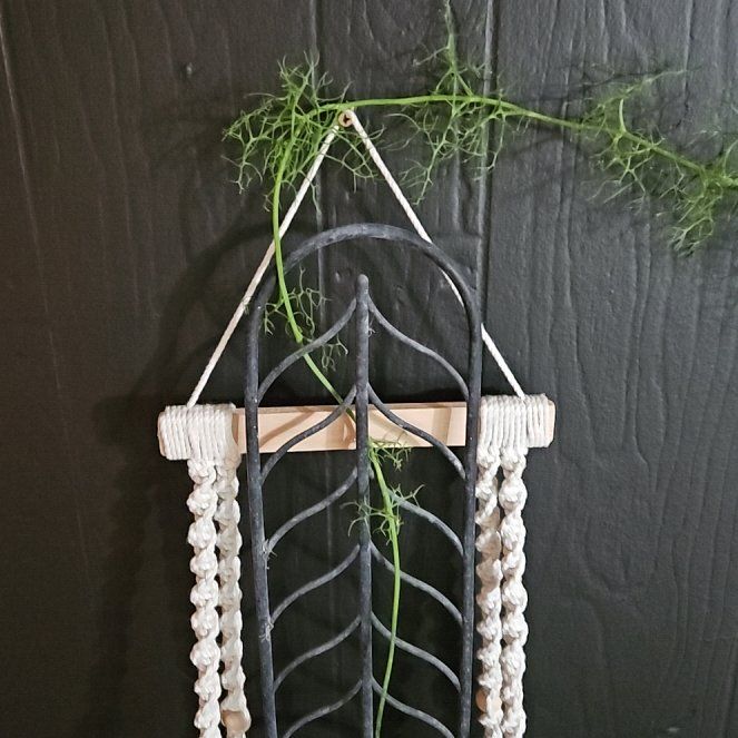 Photo of the plant species Climbing Onion by @TJE named Peter Parker on Greg, the plant care app