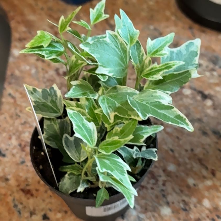 Photo of the plant species Varigated English Ivy by @RegnantChilli82 named Cleopatra on Greg, the plant care app