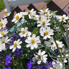 Photo of the plant species Bidens by @ZestfulJubaea67 named Xena on Greg, the plant care app