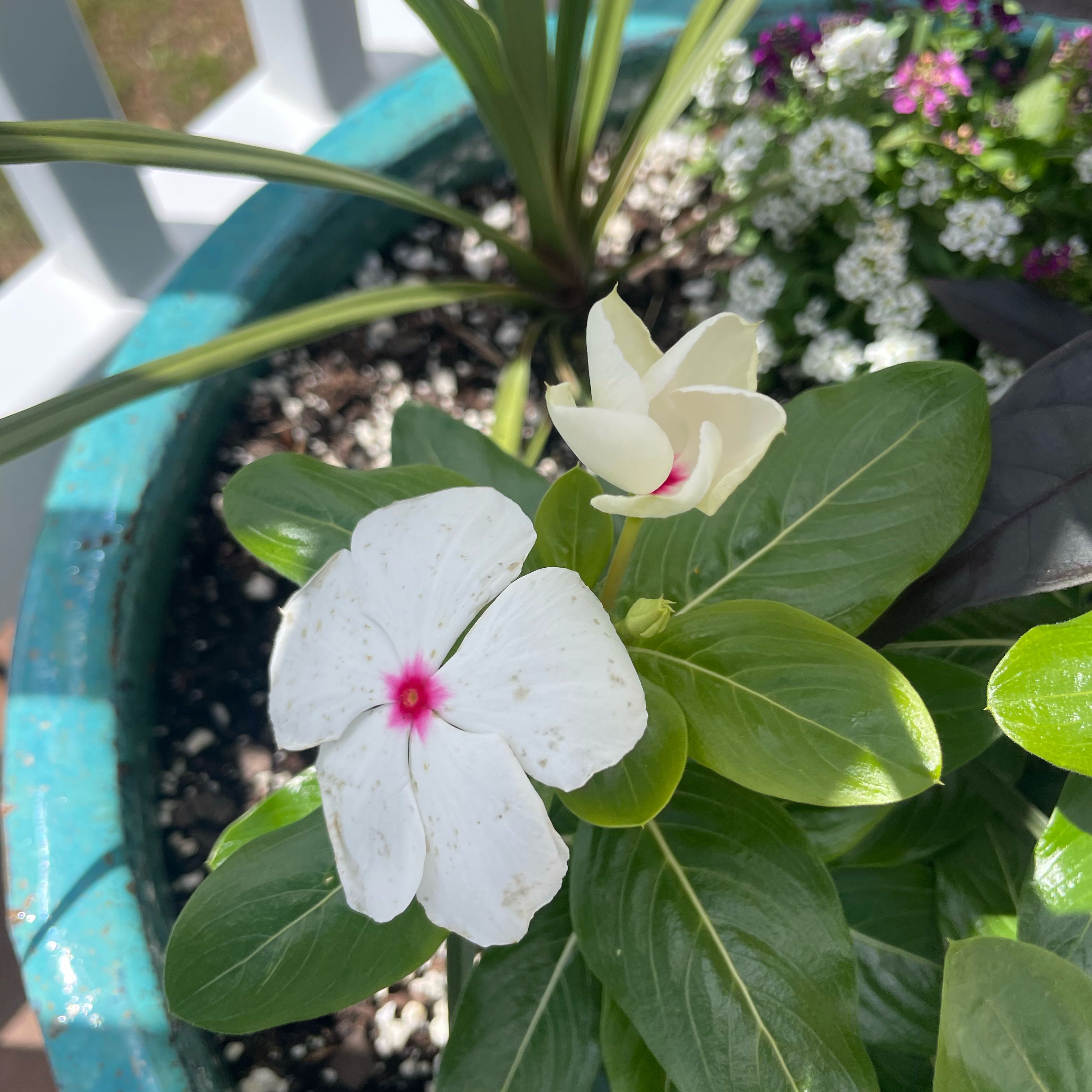 Photo of the plant species Cora® Classic Vinca by @ZestfulJubaea67 named McKinley on Greg, the plant care app