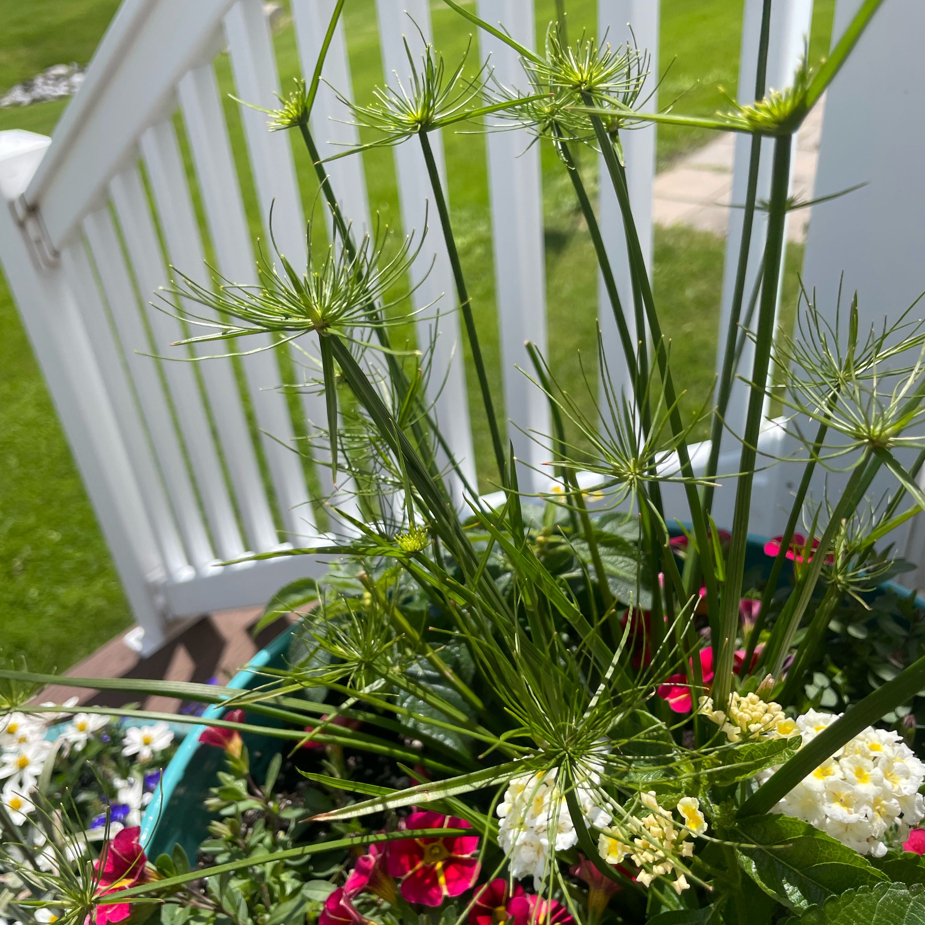 Photo of the plant species Dwarf Papyrus by @ZestfulJubaea67 named Nithin on Greg, the plant care app