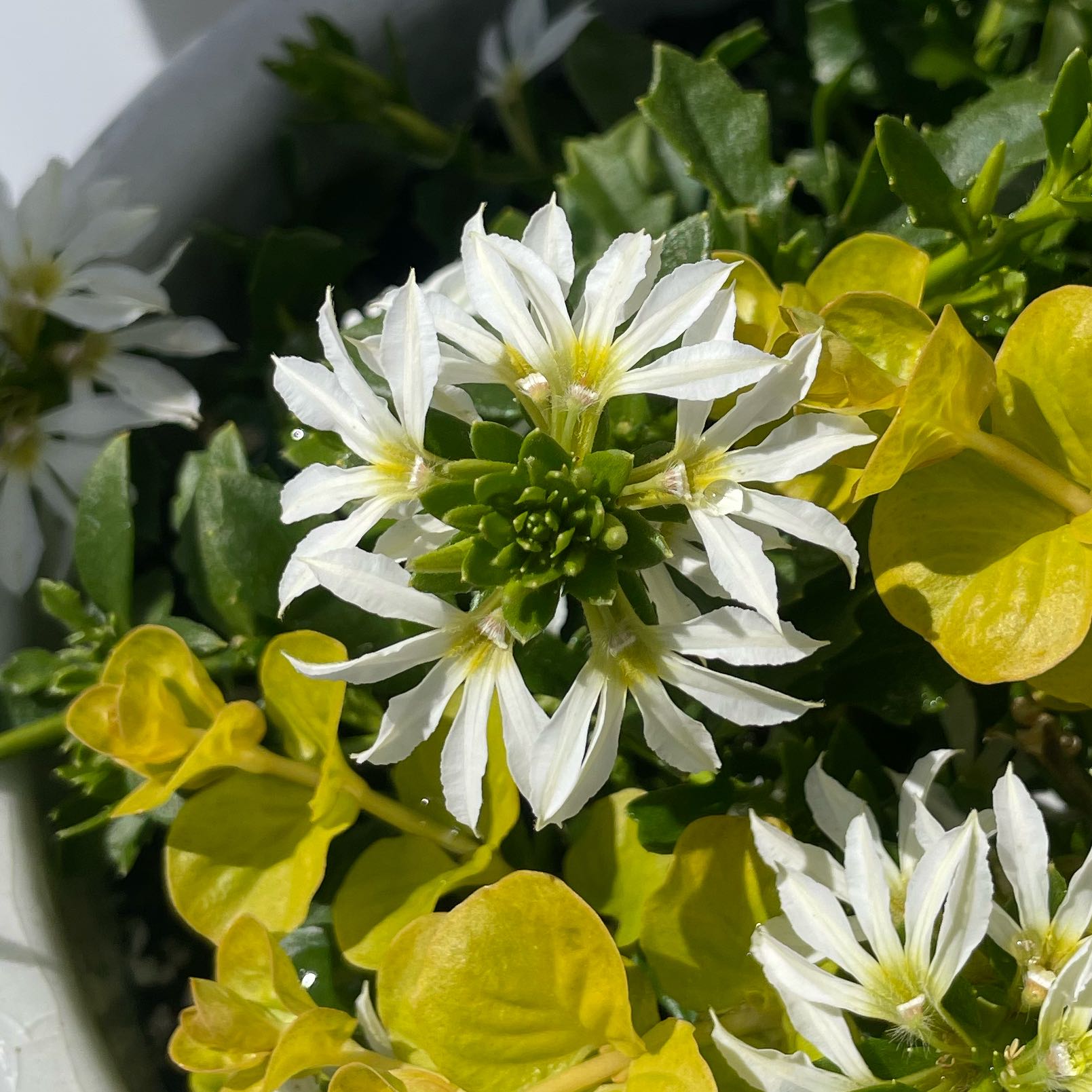 Photo of the plant species Fan Flower by @ZestfulJubaea67 named Gates on Greg, the plant care app
