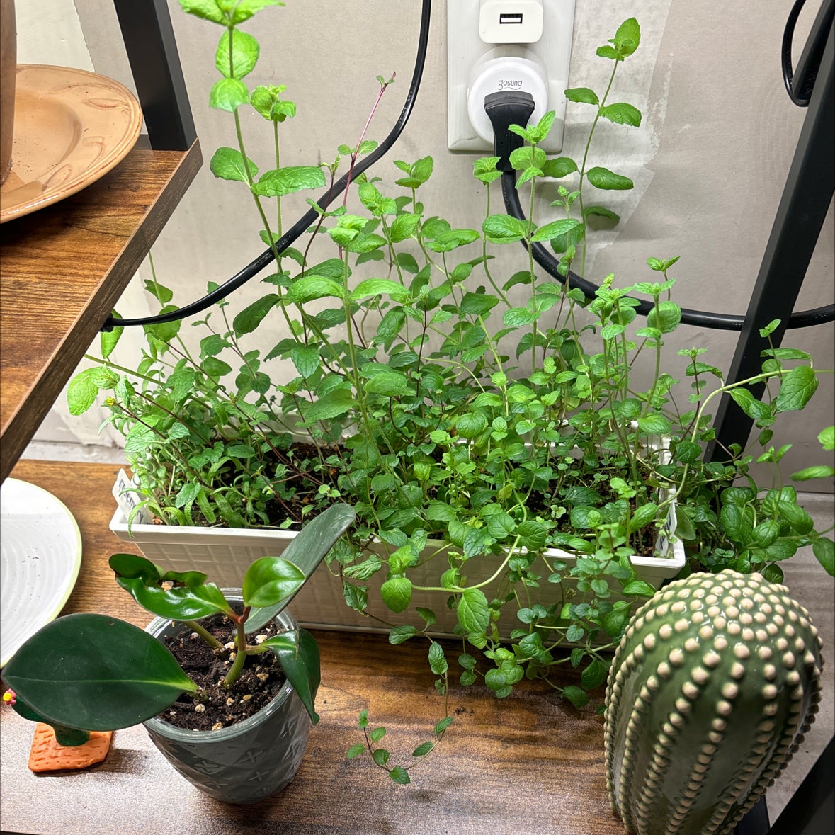 what insects does mint attract