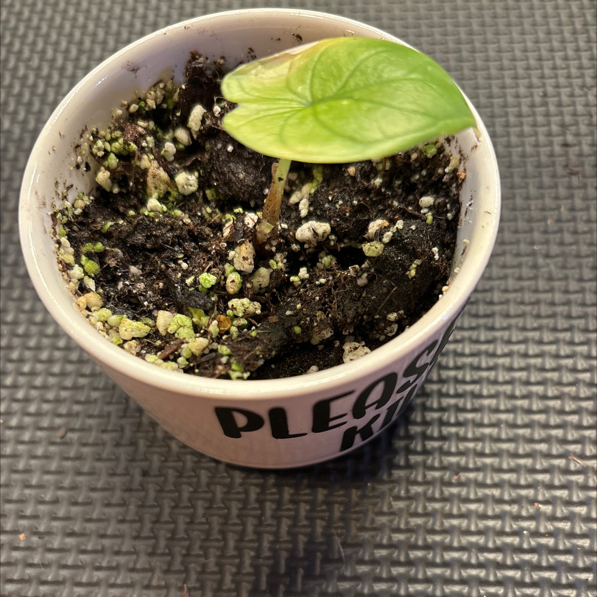 Alocasia 'Maharani' plant in a pot with visible soil and a single green leaf.