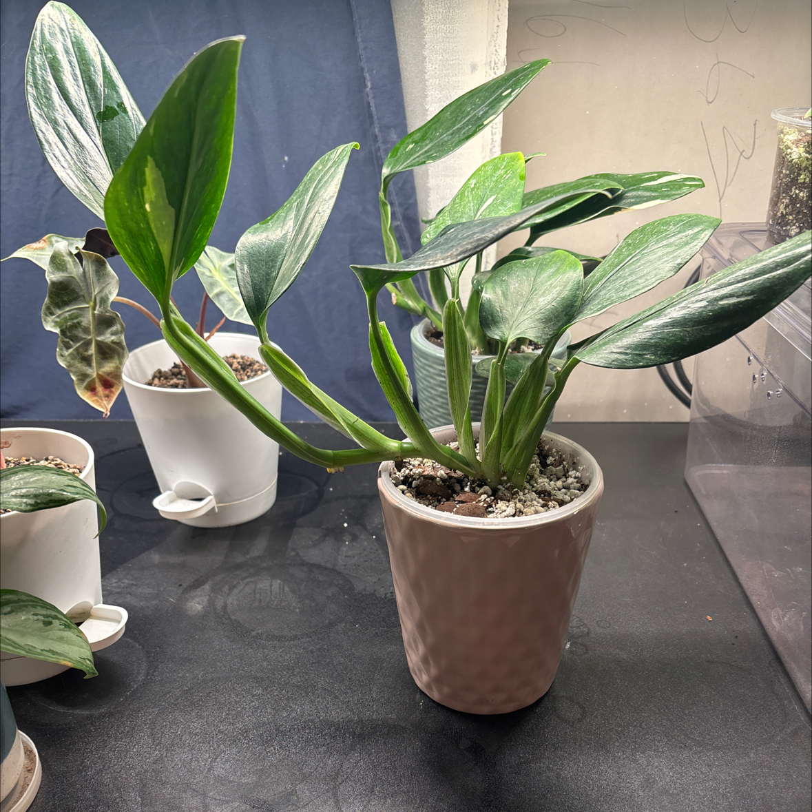 Photo of the plant species Cobra Philodendron by @felicia named Cobra Boy 1 on Greg, the plant care app