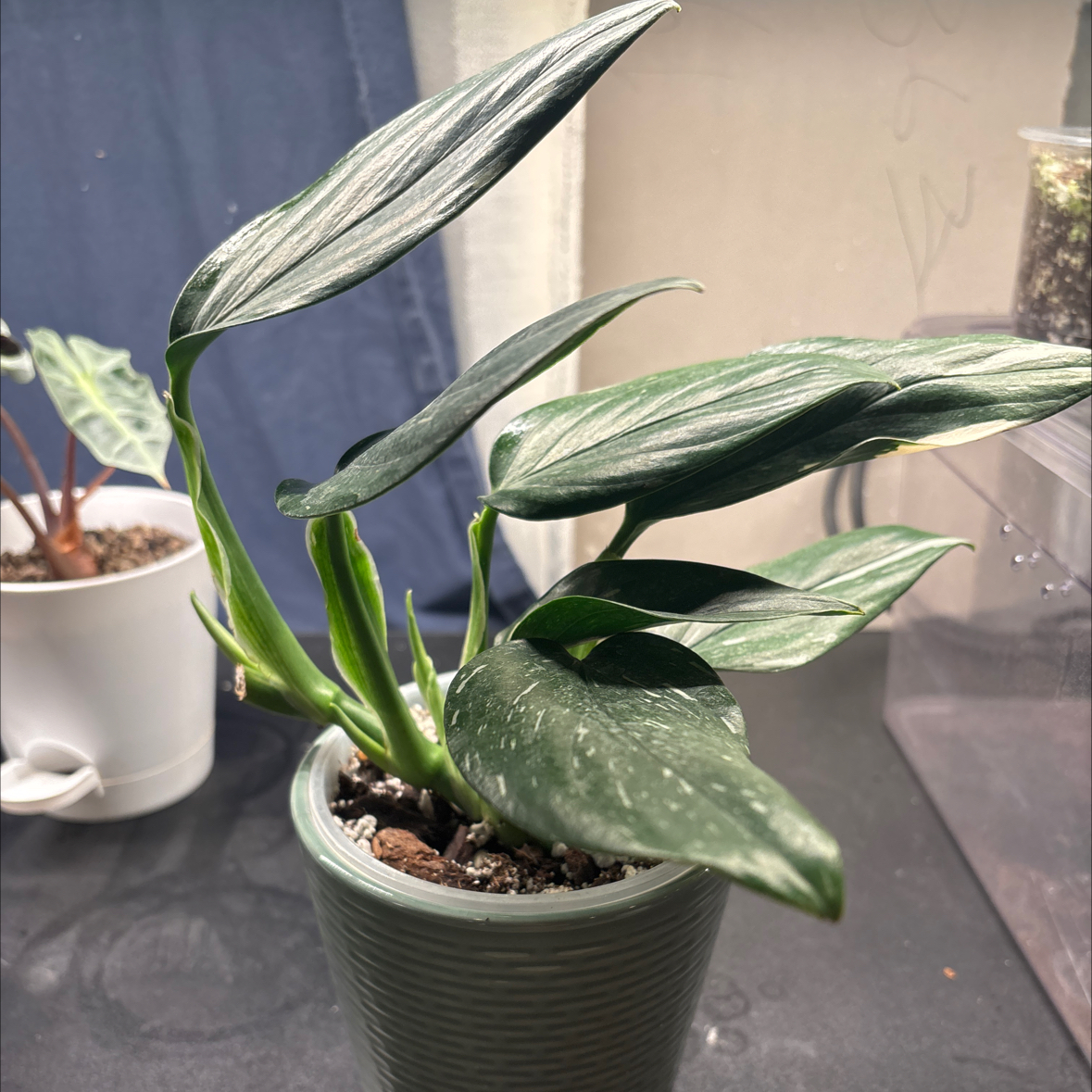 Photo of the plant species Cobra Philodendron by @felicia named Cobra Boy 2 (AAI) on Greg, the plant care app
