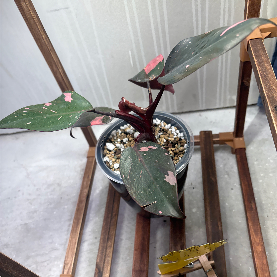 Photo of the plant species Black Cherry Pink Princess by @felicia named Cherry Boy on Greg, the plant care app