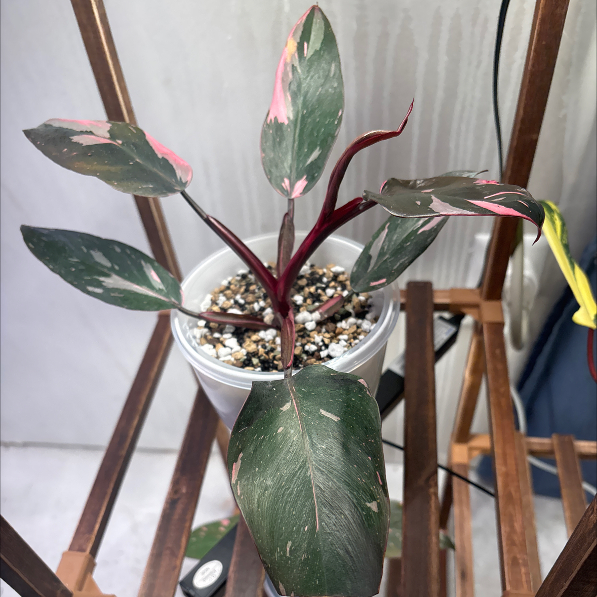 Photo of the plant species pink princess marble galaxy by @felicia named Marble Boy on Greg, the plant care app
