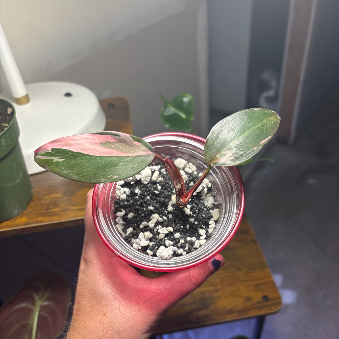 Photo of the plant species Black Cherry Pink Princess by @felicia named Cherry Boy 2 on Greg, the plant care app
