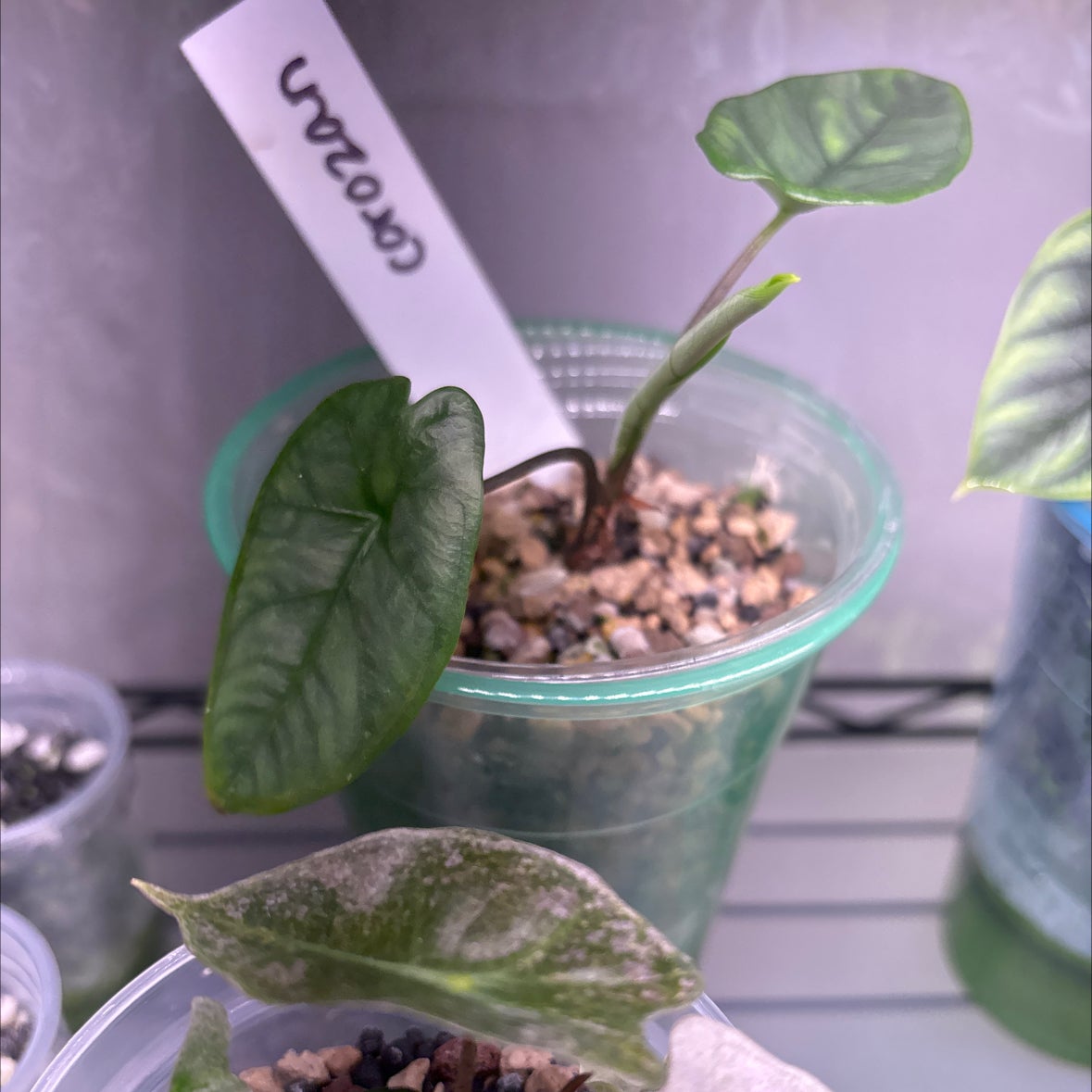 Photo of the plant species Alocasia Corazon by @felicia named Cora on Greg, the plant care app