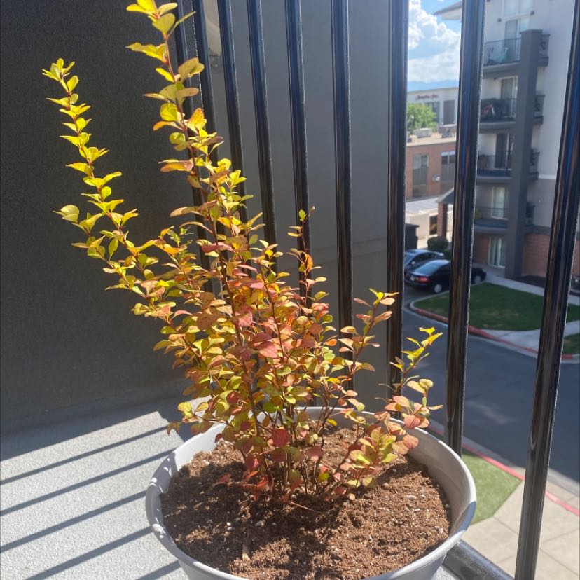 Potted Japanese Barberry plant on a balcony with visible buildings in the background.