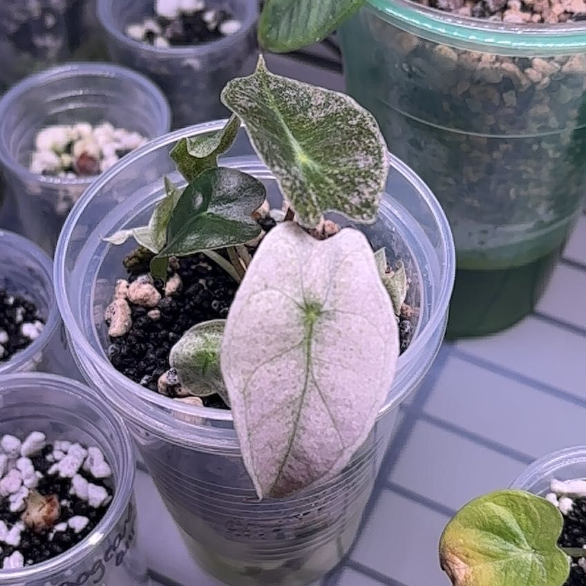 Photo of the plant species Alocasia Polly Variegated by @felicia named Pink Polly Boy on Greg, the plant care app