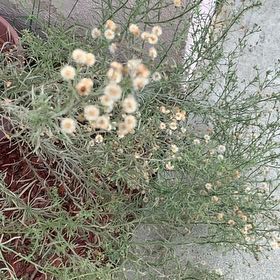 Photo of the plant species Argentine Fleabane by @PopularGrass50 named Mando on Greg, the plant care app