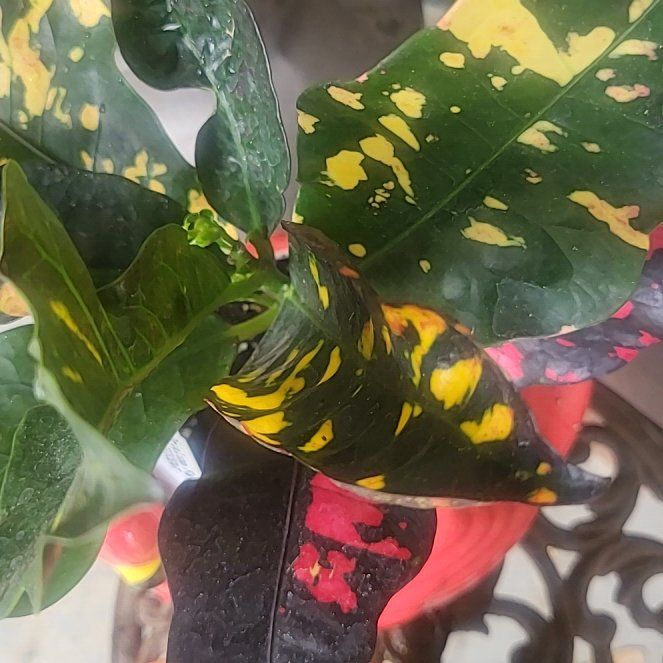 Photo of the plant species Magnificent Croton by @FragrantPecan87 named Beckham on Greg, the plant care app