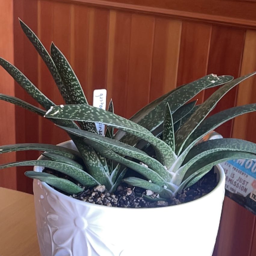 Photo of the plant species Gasteria Acinacifolia by @LimberHoya22 named Lola on Greg, the plant care app
