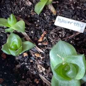 Photo of the plant species Haworthia ramosa by @LimberHoya22 named Diana on Greg, the plant care app