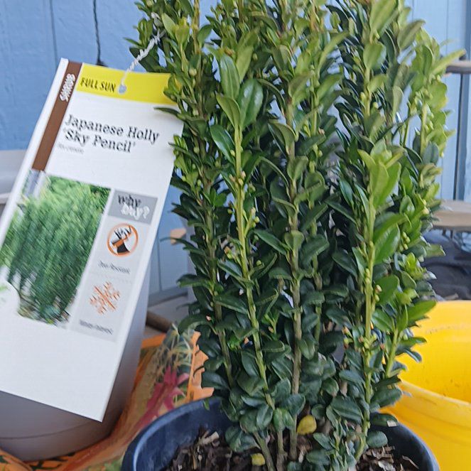 Photo of the plant species Japanese Holly by @HipCatnip56 named Tupot amaroot on Greg, the plant care app