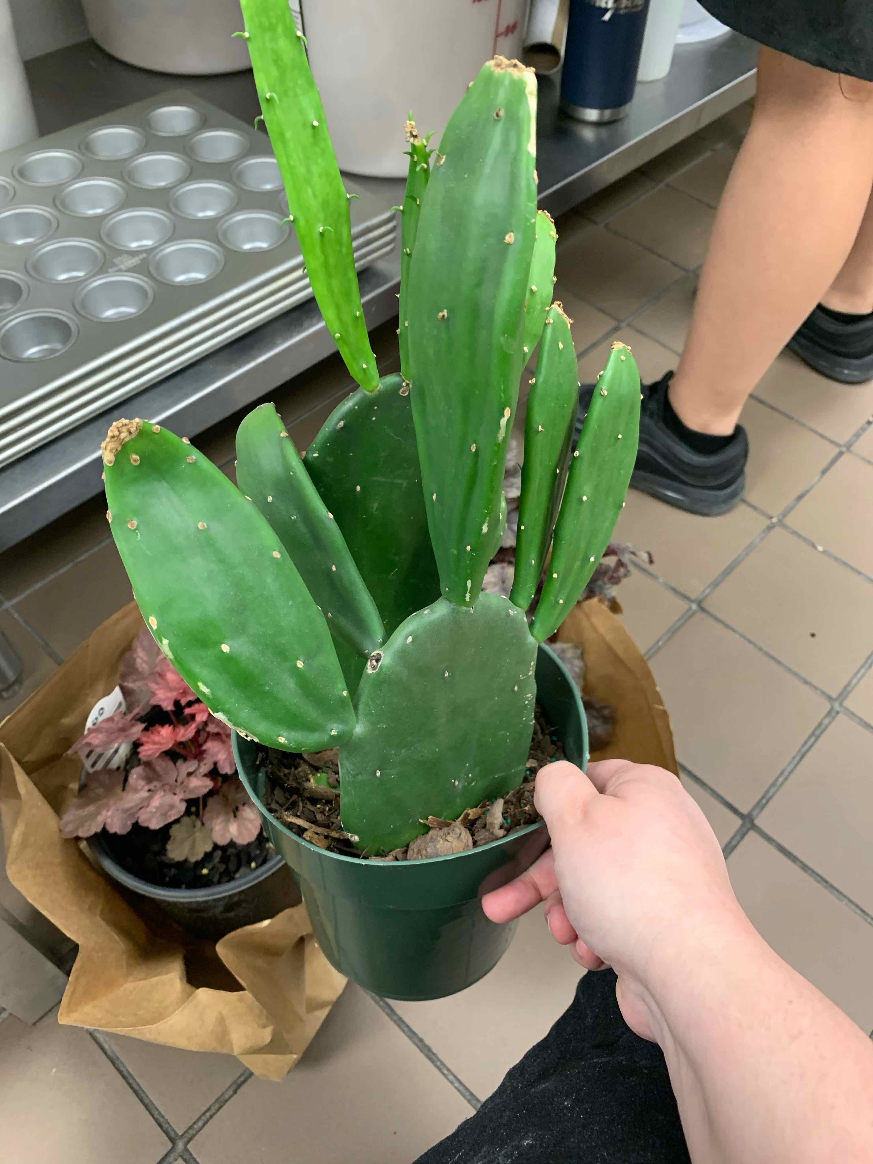 Brazilian Pricklypear plant in a green pot, held by a hand, with no visible health issues.