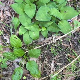Photo of the plant species Arnoglossum by @CoherentCorn62 named Plato on Greg, the plant care app