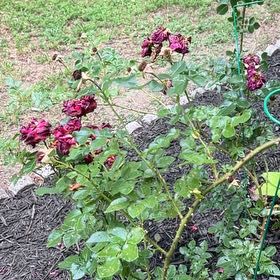 Photo of the plant species Alpine Rose by @CoherentCorn62 named Athena on Greg, the plant care app