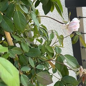 Photo of the plant species Cecile Brunner Rose by @HoorayPlanty7 named Mollie on Greg, the plant care app