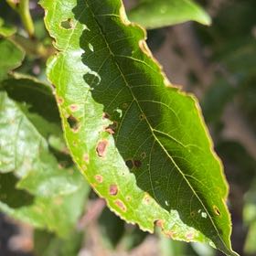 Photo of the plant species Flavor Queen Pluot by @UnerringTawa19 named Kylie on Greg, the plant care app