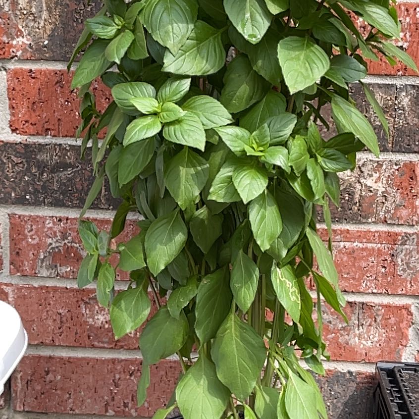 Photo of the plant species Everleaf Thai Towers Basil by @VitalHerbsophia named Honey on Greg, the plant care app