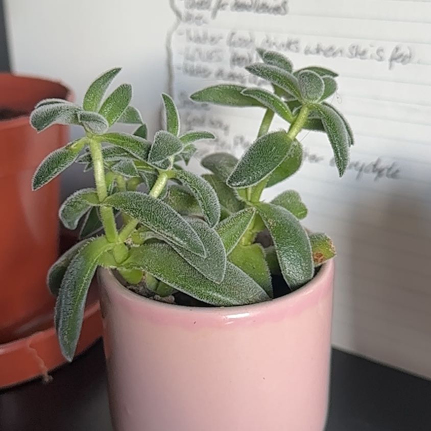 Photo of the plant species Crassula rogersii by @SummeryWeed72 named Taylor Swift on Greg, the plant care app