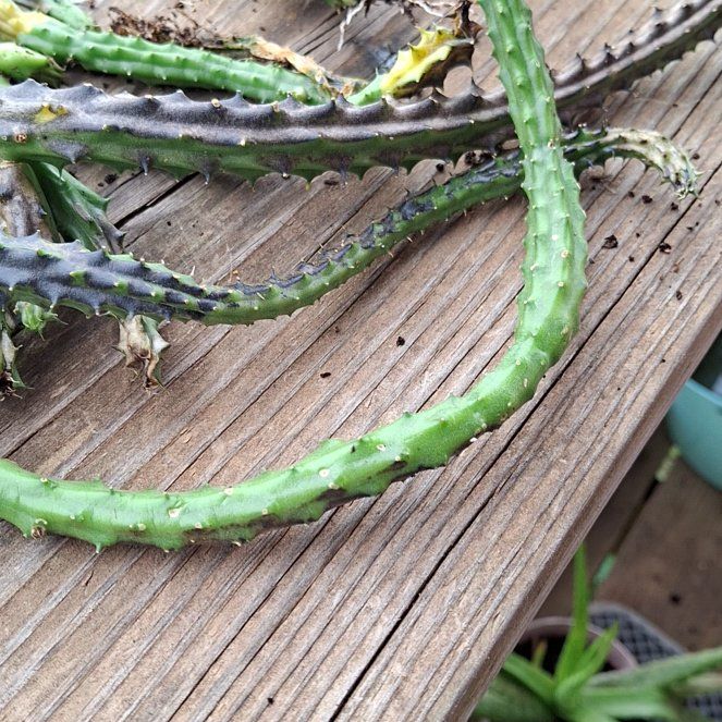 Photo of the plant species Nightblooming Cereus by @ILovePlants105 named Coco on Greg, the plant care app