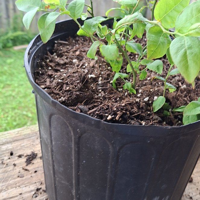 Photo of the plant species BlueBerry by @ILovePlants105 named Gates on Greg, the plant care app