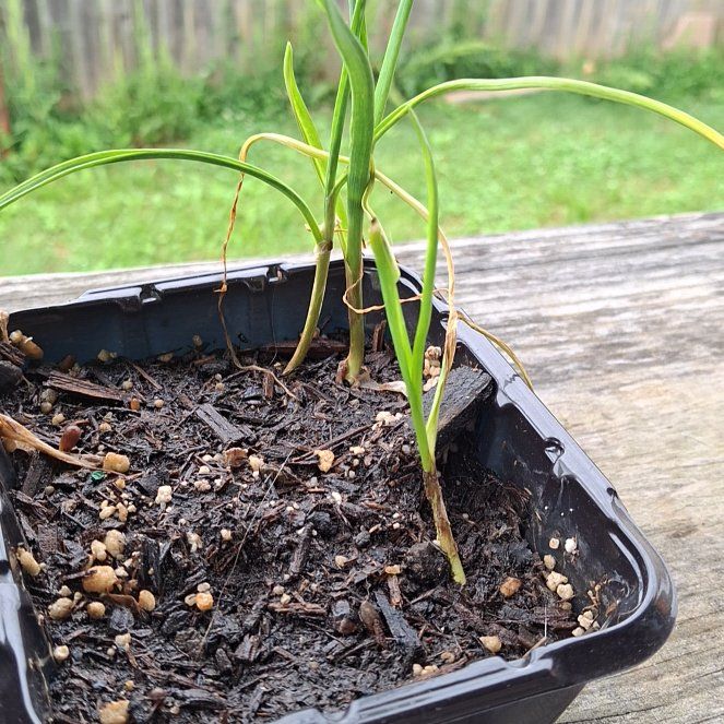Photo of the plant species Green Onion Bamboo by @ILovePlants105 named Gobi on Greg, the plant care app