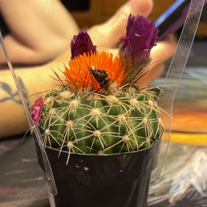 Photo of the plant species Cactus by @VipAltmanstar97 named Doja Cat on Greg, the plant care app