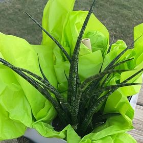 Photo of the plant species Sanseveria fernwood by @FlamingRiver named Gaga on Greg, the plant care app