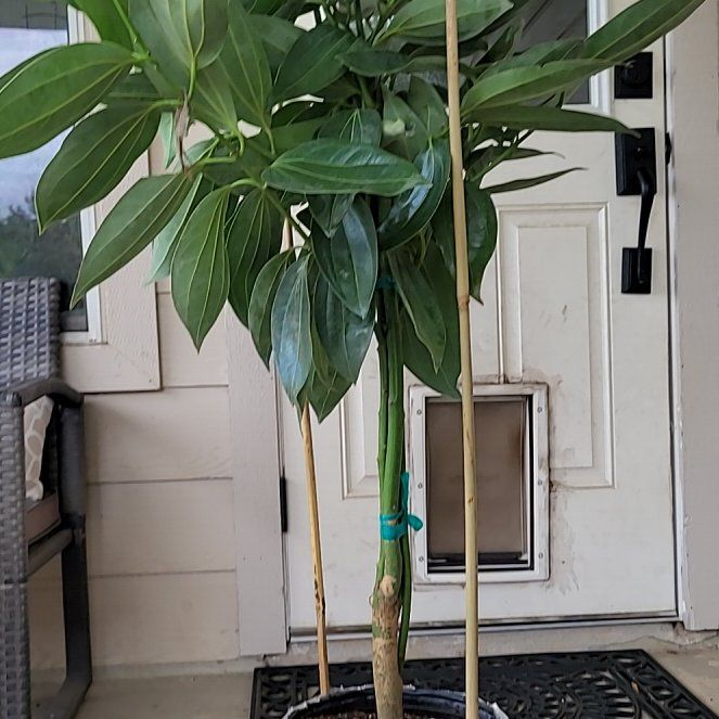 Photo of the plant species True cinnamon tree by @GoldChosmo29 named Lola on Greg, the plant care app