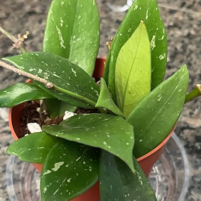Photo of the plant species Speckle Hoya Publcalyx by @Staceala named Freckles on Greg, the plant care app