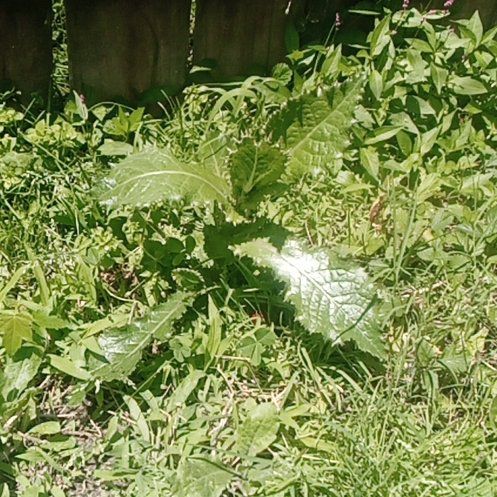 Photo of the plant species Cutleaf Teasel by @FastPinoak45 named Mochi on Greg, the plant care app