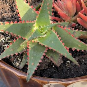 Photo of the plant species christmas carol by @KeyRosemoss76 named Baesil on Greg, the plant care app