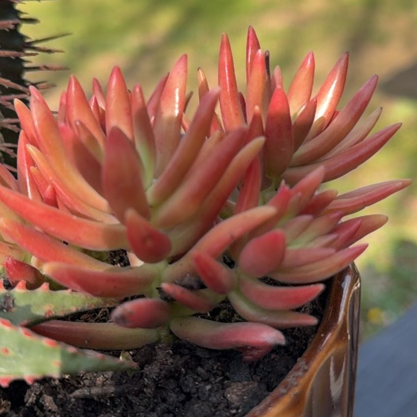 Photo of the plant species Sedum adolphi 'Helios' by @KeyRosemoss76 named Bella on Greg, the plant care app