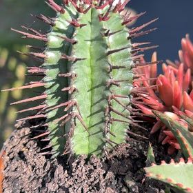 Photo of the plant species Euphorbia horrida noorsveldensis by @KeyRosemoss76 named Demi on Greg, the plant care app