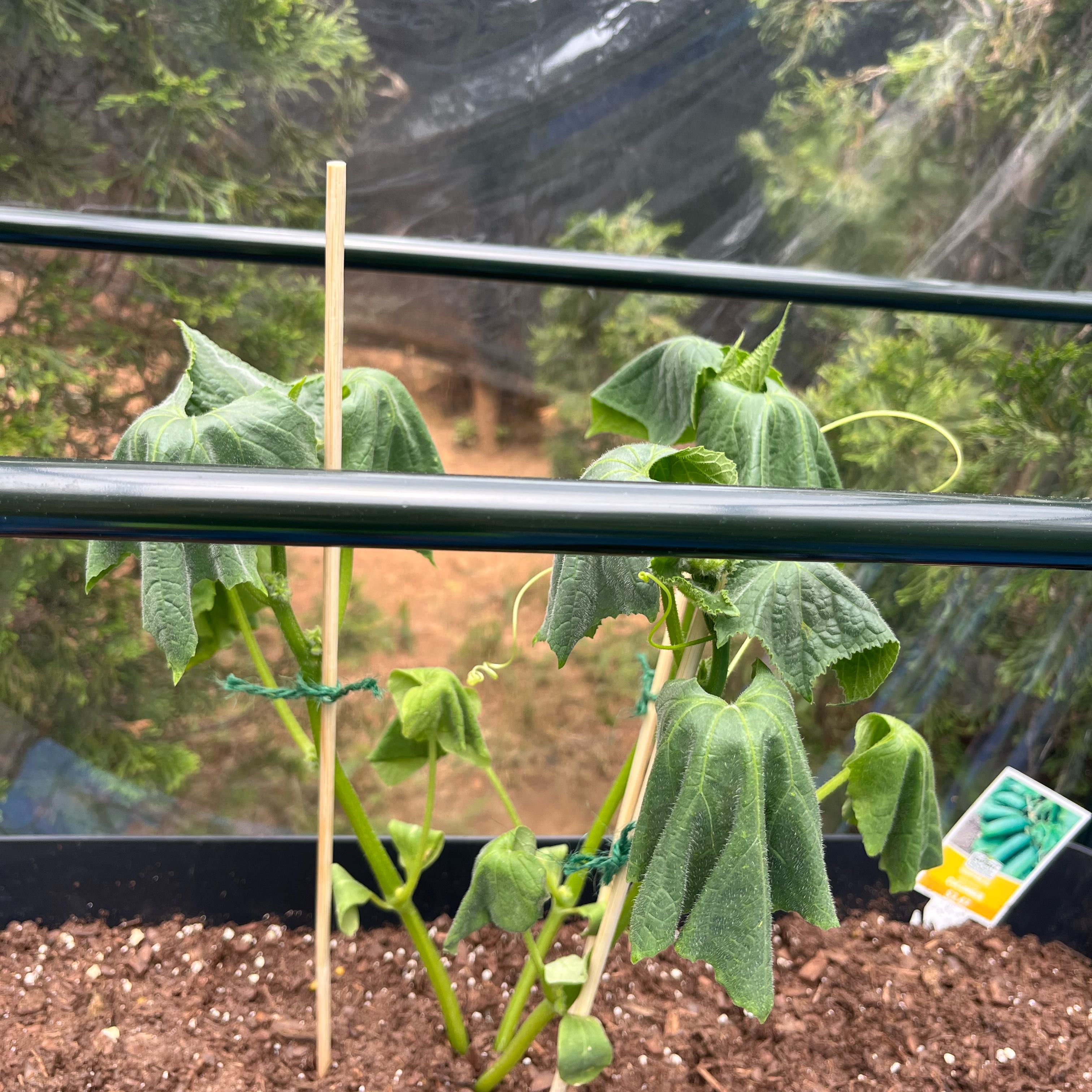 Photo of the plant species Bush Pickle Cucumber by @BravePizzathyme named Marilyn on Greg, the plant care app