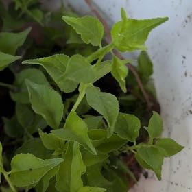 Photo of the plant species Tree Fuschia by @ProlificRockfig named Kendall on Greg, the plant care app
