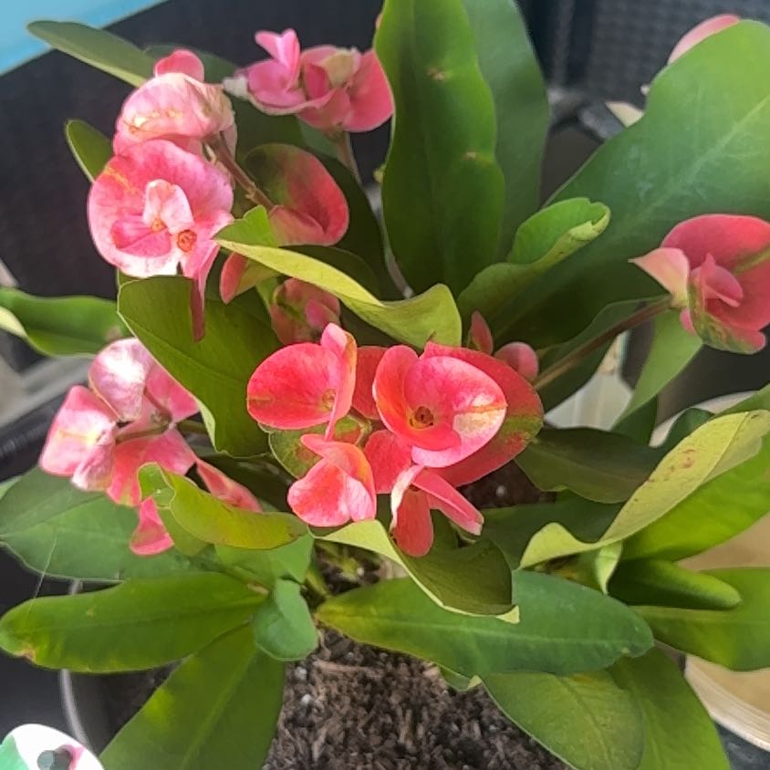 Photo of the plant species Euphorbia milii 'Pink' by @TutorWildradish named Tree Diddy on Greg, the plant care app