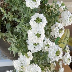 Photo of the plant species Slender Vervain by @TutorWildradish named Elina on Greg, the plant care app