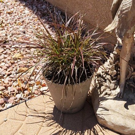 Photo of the plant species Purple Fountain Grass by @DecoraHayze named Gomez on Greg, the plant care app