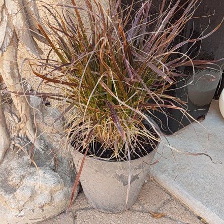Photo of the plant species Purple Fountain Grass by @DecoraHayze named Morticia on Greg, the plant care app