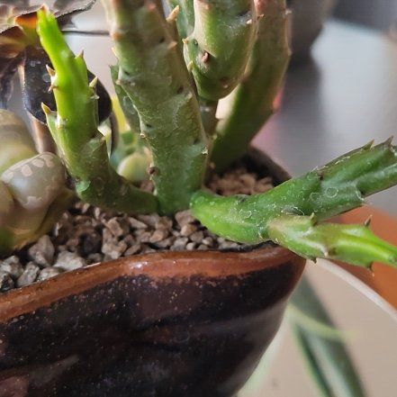 Photo of the plant species Schinz's Stapelia by @DecoraHayze named Elina on Greg, the plant care app