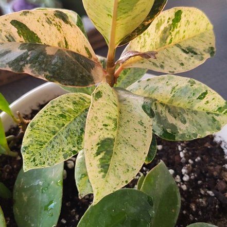 Photo of the plant species Variegated Weeping Fig by @DecoraHayze named Lola on Greg, the plant care app
