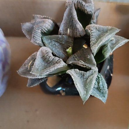 Photo of the plant species Haworthia emelyae by @DecoraHayze named Ronaldo on Greg, the plant care app