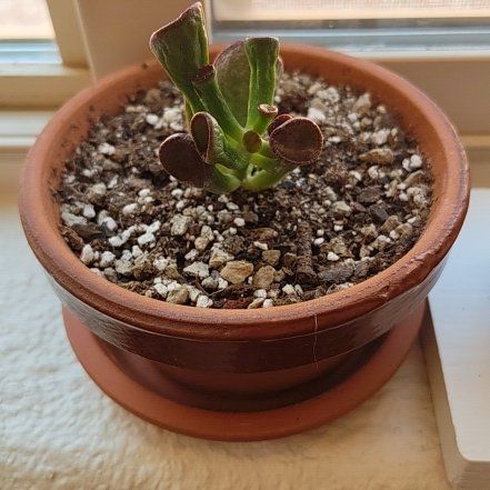 Photo of the plant species Crassula 'Ogre Ears' by @DecoraHayze named Eva on Greg, the plant care app