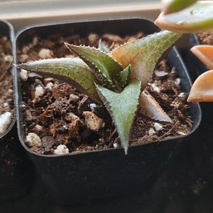 Photo of the plant species Haworthia maraisii var. maraisii by @DecoraHayze named Bella on Greg, the plant care app